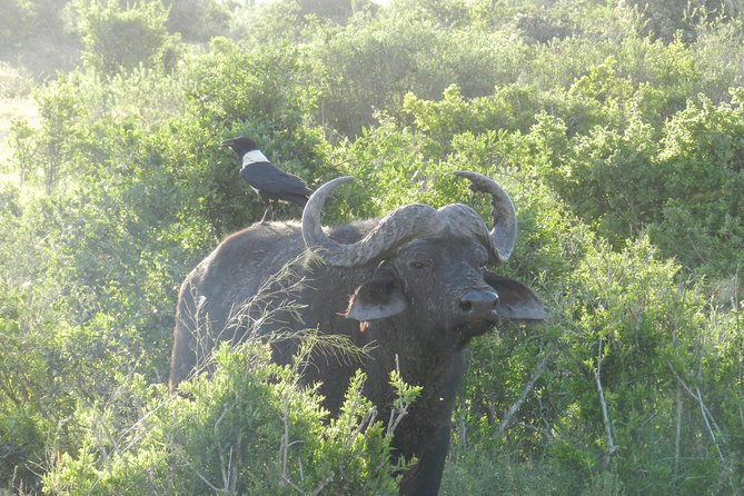 Port Elizabeth Shore Excursion: Addo Elephant Full Day Safari &"Braai"Lunch(BBQ) - The afternoon drive and return to the ship
