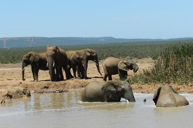 Port Elizabeth Shore Excursion: Addo Elephant Full Day Safari &"Braai"Lunch(BBQ) - Is $172.87 a fair price?