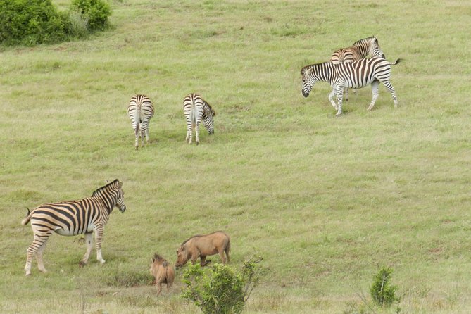 Port Elizabeth Shore Excursion: Addo Elephant Full Day Safari &"Braai"Lunch(BBQ) - What the 4x4 changes