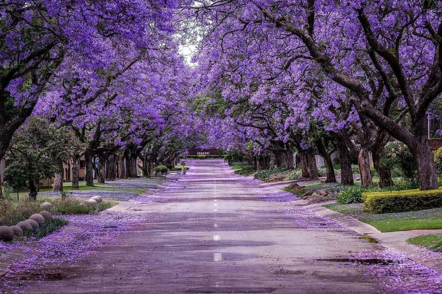 Pretoria: Half-Day City Tour with Hotel Pickup - Practical advice for a smoother day
