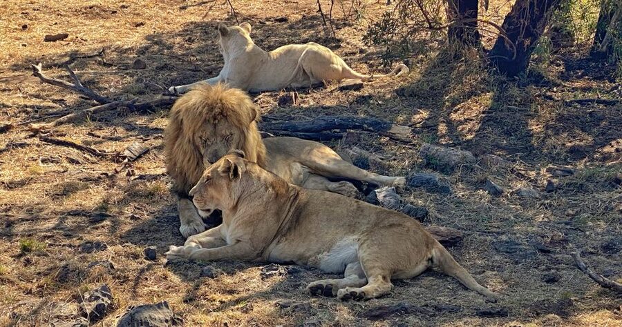 Pretoria: Pretoria City and Lion Park Tour - Transport, timing, and what to bring