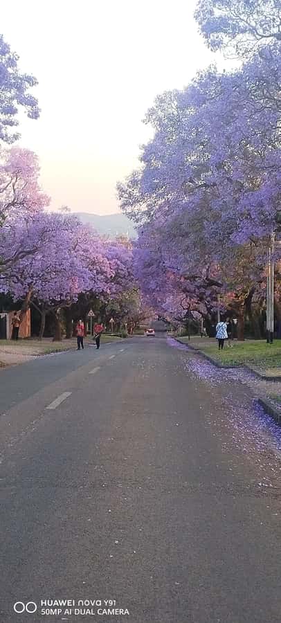 Pretoria: Pretoria City Tour and Cullinan Diamond Mine Tour - 11:15 a.m. at the Union Buildings