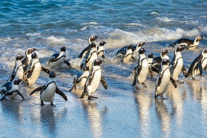 Private 2-Day Cape Town Highlights: Robben Island,Table Mountain Tickets & Wine - Cape of Good Hope and Cape Point