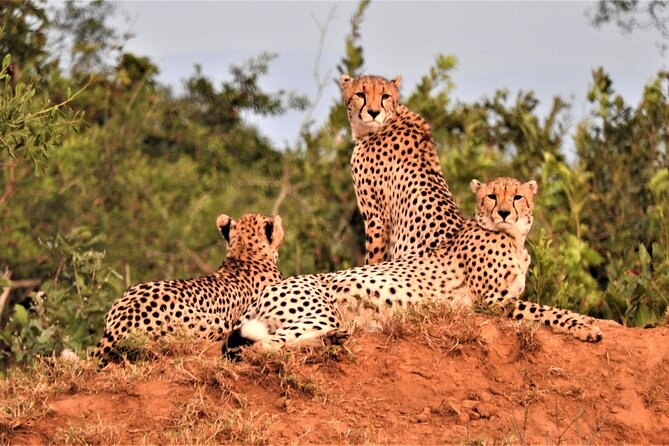 Private 4x4 Safari Tour in Kruger National Park - Practical advice before you book