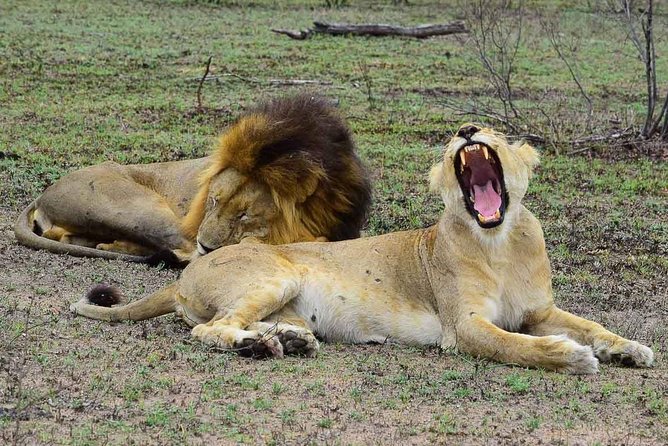 Private 5-Day Overnight Safari In Kruger Park from Skukuza Airport - Key points to know before booking