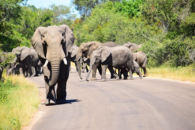 Private 5-Day Overnight Safari In Kruger Park from Skukuza Airport - What the $1,237.85 price really covers