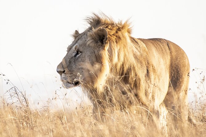 Private 5-Hour Lion Park Tour from Johannesburg or Pretoria - Why This Half-Day Safari Works Well