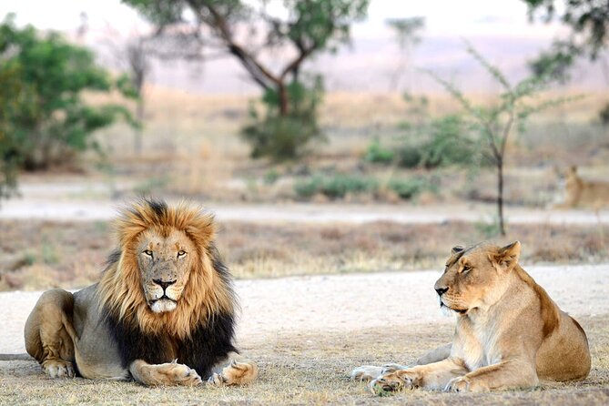 Private 5-Hour Lion Park Tour from Johannesburg or Pretoria - The One-Hour Game Drive and Safe Animal Viewing