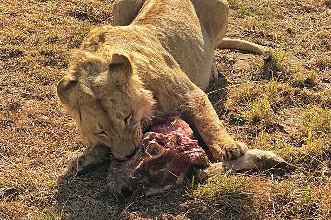 Private 5-Hour Lion Park Tour from Johannesburg or Pretoria - Practical Details Before You Book