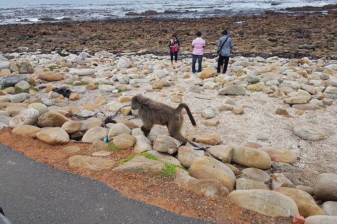 Private Cape of Good Hope and Penguins Full-Day (Sightseeing Guided) - Hout Bay offers a real choice