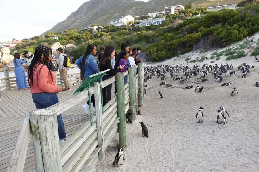 Private Cape of Good Hope and Penguins Full-Day Tour - Key points to know before booking
