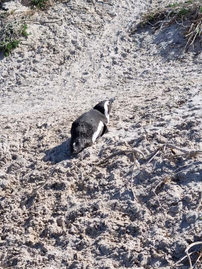 Private Cape of Good Hope and Penguins Full-Day Tour - Why the private format matters over eight hours