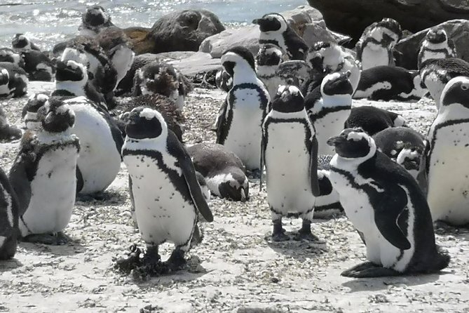 Private Cape of Good Hope Cape Point Penguins KirstenboschTour. - Maiden’s Cove offers one of the best short pauses