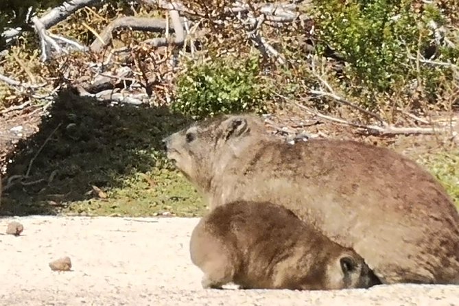 Private Cape of Good Hope Cape Point Penguins KirstenboschTour. - Hout Bay and Seal Island are an optional extra