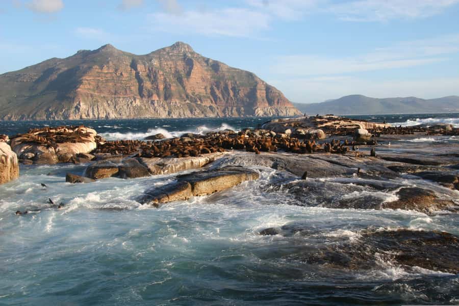 Private Cape of Good Hope Guided Tour - Why this private Cape tour works so well