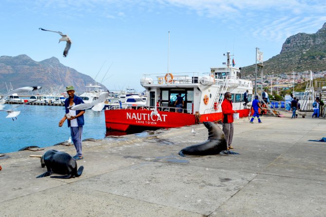 Private Cape of Good Hope Sightseeing and African Penguin Tour - Hout Bay offers the day’s first real choice