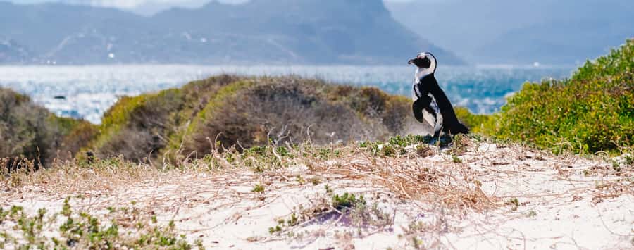 Private Cape Peninsula Half-Day Tour with Penguins - Clifton and Camps Bay: a fast start beside the Atlantic