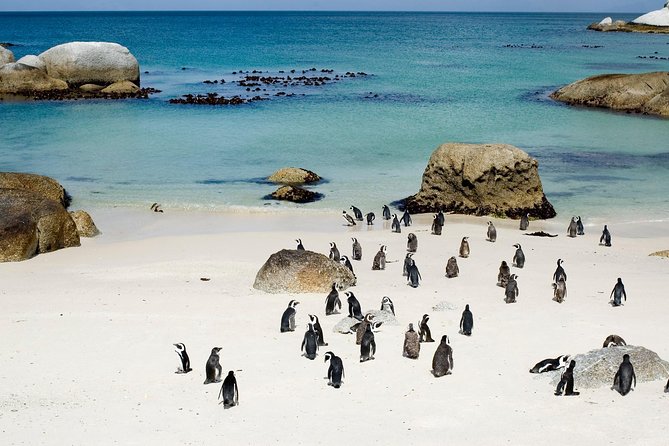 Private Cape Peninsula + Kirstenbosch Garden Full Day Guided Tour - Boulders Beach brings you close to African penguins