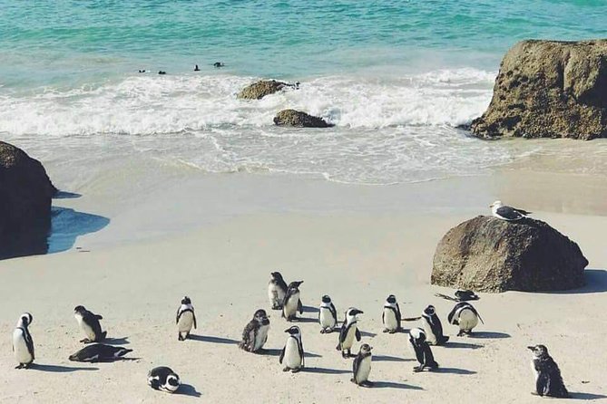 Private Cape Peninsula Tour - Cape Point brings the day’s biggest walking decision
