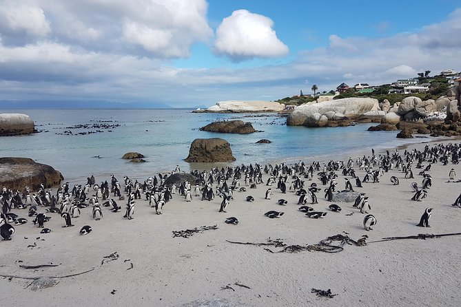 Private Cape Peninsula Tour - Cape Point, Cape of Good Hope sightseeing - Cape of Good Hope and the peninsula’s wild side