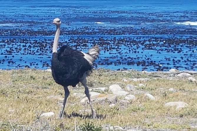 Private Cape Peninsula Tour - Cape Point, Cape of Good Hope sightseeing - Boulders Penguin Colony: allow time for the stars of the day