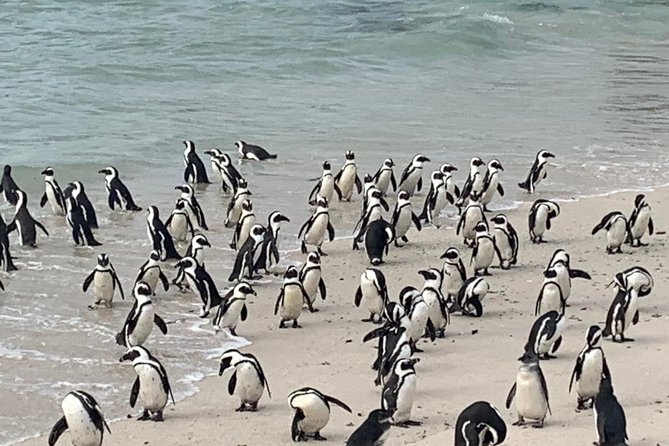 Private Cape Peninsula Tour, With Close Range Penguin Encounter From Cape Town. - Why a private Cape Peninsula day works well
