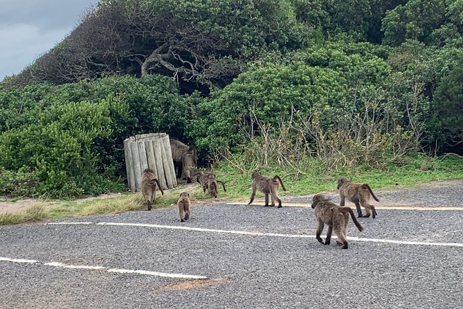 Private Cape Peninsula Tour, With Close Range Penguin Encounter From Cape Town. - Noordhoek and the optional ostrich farm
