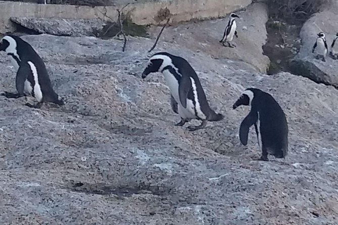 Private Cape Point Penguins Tour-Exploring the Cape Peninsula F/D - Cape Point brings wildlife, lighthouses, and open sea