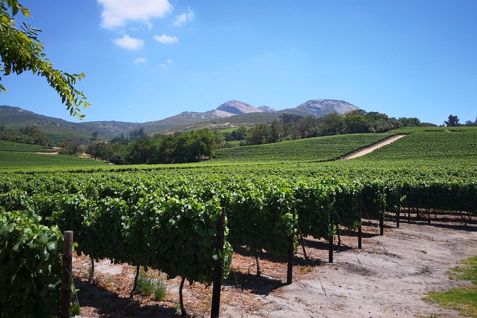 Private Cape Winelands from Stellenbosch OR Franschhoek OR Paarl - Why the guide may make or break the day