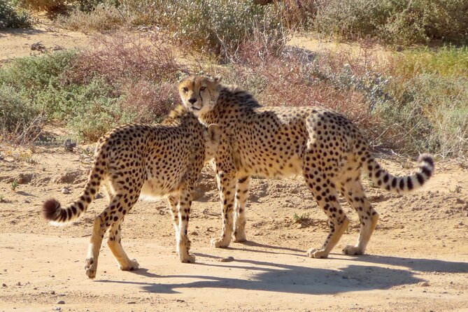 Private Custom Day Tour from Cape Town - Why a private Cape Town day makes sense