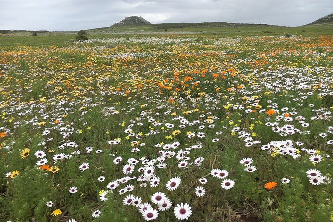 Private Custom Day Tour from Cape Town - A Cape Peninsula day with Hout Bay and Boulders Beach