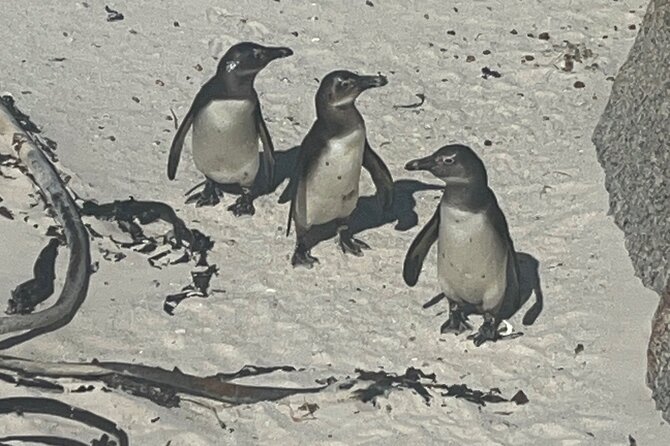 Private/Customised Cape Peninsula and Penguin Colony Tour - Kalk Bay adds food and local town life