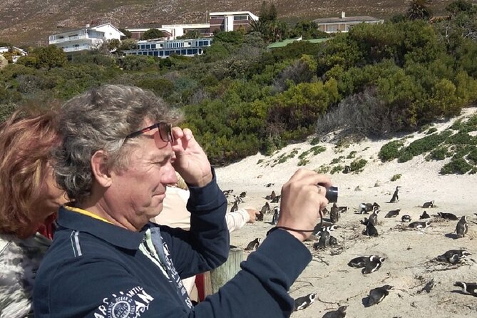 Private Day tour of the Cape. Our reviews show why people book! - Boulders Beach puts African penguins close by