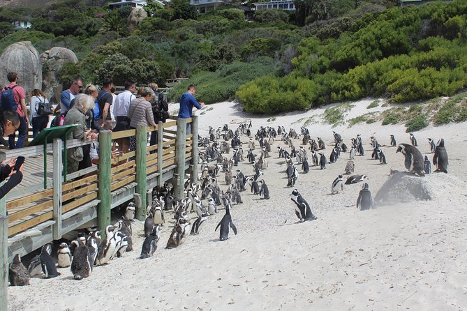 Private Day Tour to Cape of Good Hope Penguins Inc Entry Tickets from Cape Town - Boulders Beach: the penguin stop with a ticket warning