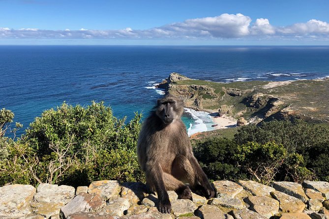 Private Day Tour to Cape Point , Penguins, Wine or Beer Tasting - Cape of Good Hope: plants, animals, and open sea