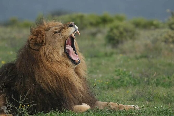 Private Full-Day Addo Elephant National Park - Key points at a glance