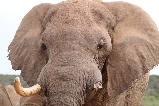 Private Full-Day Addo Elephant National Park - Why a private Addo day trip makes sense