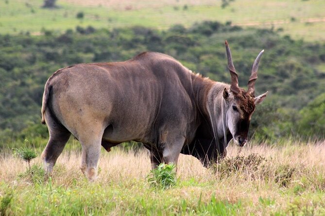Private Full-Day Addo Elephant National Park - A private safari instead of a crowded bus