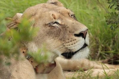 Private Full-Day Addo Elephant National Park