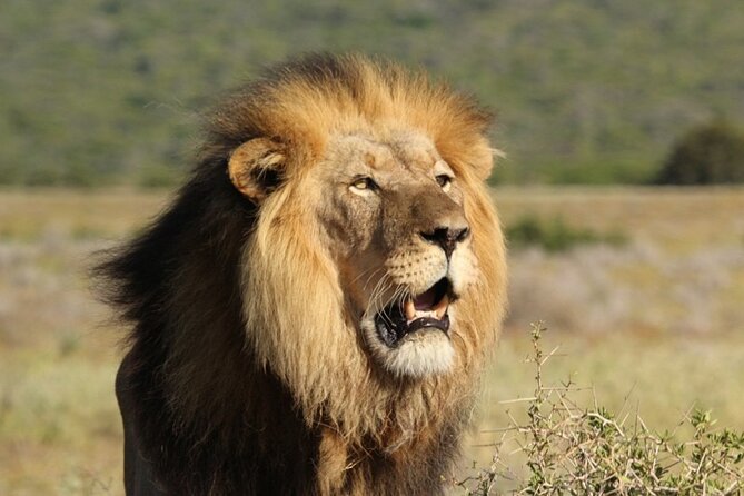 Private Full-Day Addo Elephant National Park - Lunch in the heart of the park