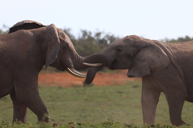Private Full-Day Addo Elephant National Park - How the $230.89 price measures up