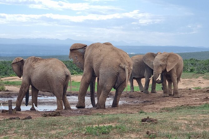 Private Full-Day Addo Elephant Park & Giraffe Walk - Why this Addo combination works
