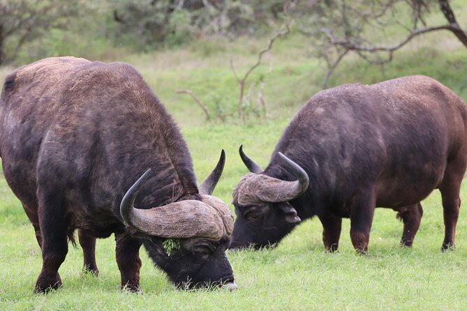 Private Full-Day Addo Elephant Park & Giraffe Walk - Timing for Port Elizabeth cruise passengers