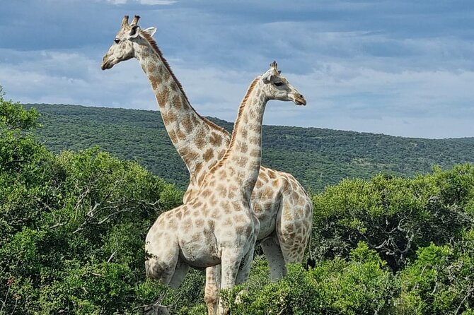 Private Full-Day Addo Elephant Park & Giraffe Walk - Who will enjoy this full day most