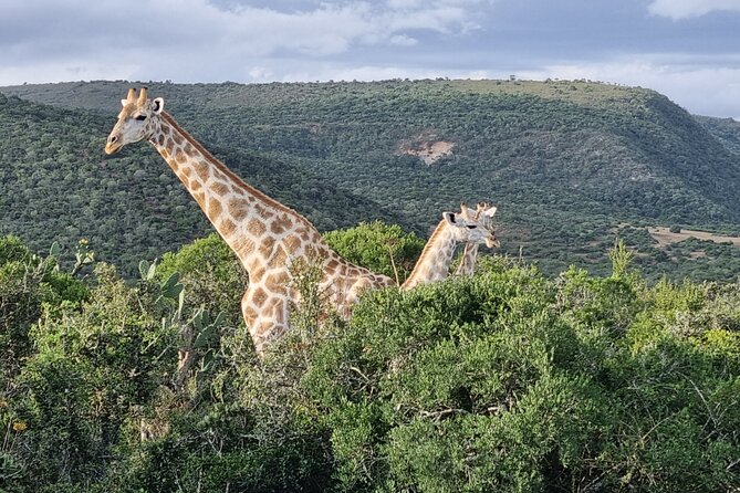 Private Full-Day Addo Elephant Park & Giraffe Walk - Practical tips before you reserve