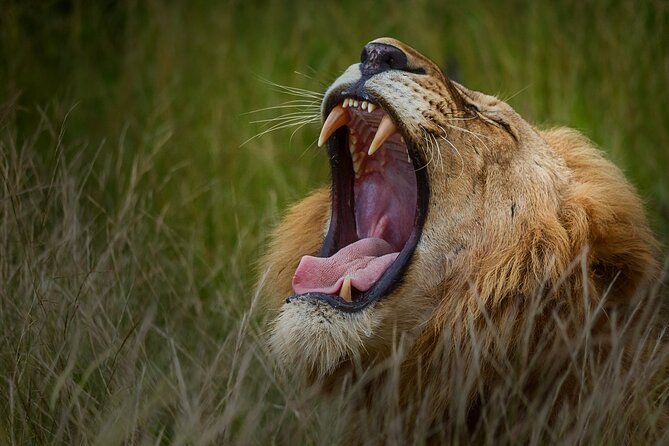 Private Full Day Safari (10 hours) in Kruger National Park - Is $172.25 good value?