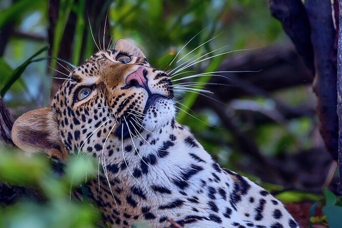 Private Full Day Safari (10 hours) in Kruger National Park - Who should book this safari?