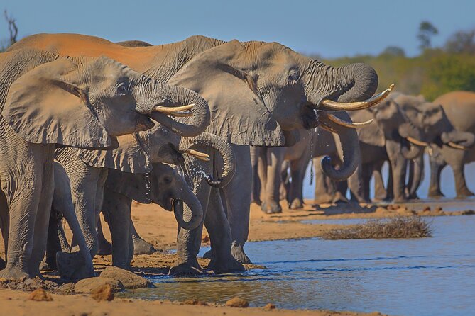 Private Full Day Safari (10 hours) in Kruger National Park - Phalaborwa Gate and the first morning search
