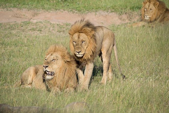 Private Full Day Safari l Kruger National Park from Hazyview or Skukuza - Open-top viewing and the search for the Big Five