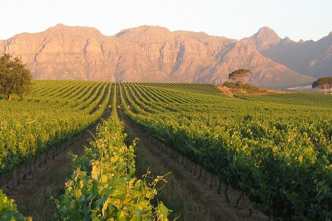 Private Full Day Stellenbosch Wine Tour - Spier: wine, cheese, and a flexible first stop